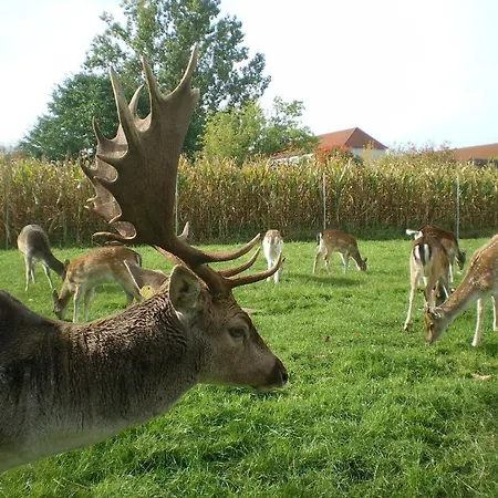 Hotel-pension Maerkischheide Vetschau