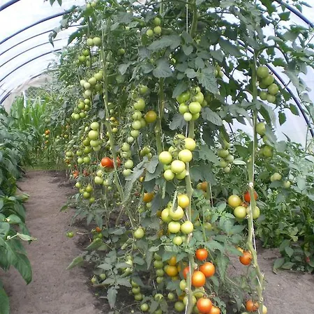 Affittacamere Hotel-pension Maerkischheide Vetschau