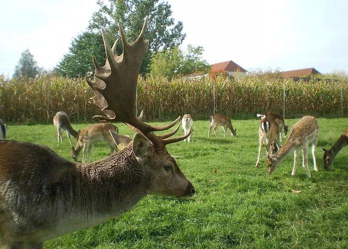 Hotel-pension Maerkischheide Vetschau