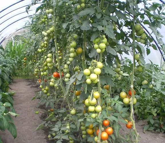 Pensión Hotel-pension Maerkischheide Vetschau